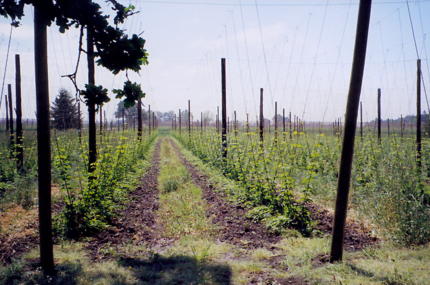 Young Plants in mid-May