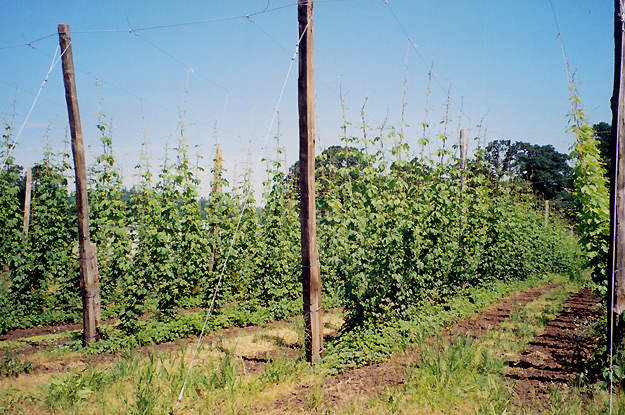 Young plants in early June