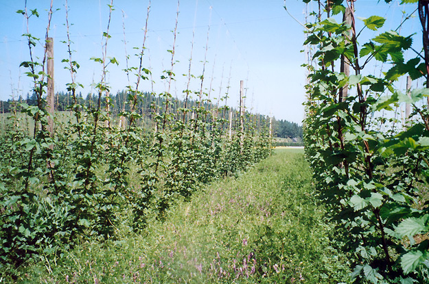 Plants with summer cover crop