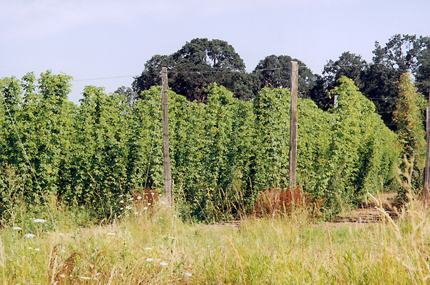 Mature plants in August