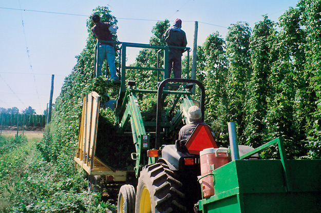 Hop Harvesting