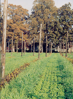 Winter cover crops